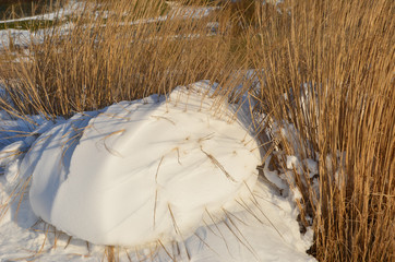 Neige et joncs