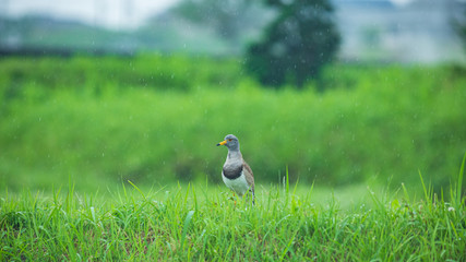 雨降る田んぼに佇むケリ