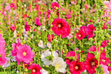 Obraz na płótnie Canvas Hollyhock flowers in a park in luannan county, hebei province, China