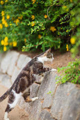岩壁を登る野良猫