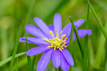 Leberblümchen (Hepatica nobilis oder Dreilappiges Leberblümchen) ist Blume des Jahres 2013 als...