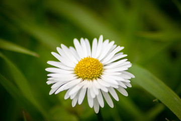 Bl&uuml;hende G&auml;nsebl&uuml;mchen (Bellis perennis), auch Ausdauerndes G&auml;nsebl&uuml;mchen, Mehrj&auml;hriges G&auml;nsebl&uuml;mchen, Ma&szlig;liebchen, Tausendsch&ouml;n, Monatsr&ouml;serl, schweizerisch Margritli oder &bdquo;Kleine Margerite&ldquo; genannt