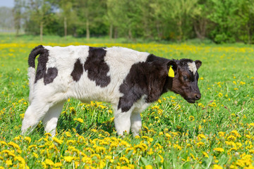 Close up newborn calf in flowering pasture © benschonewille
