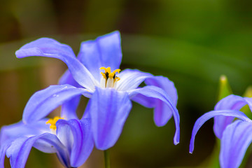Bezaubernde blaue Blütenkelche mit himmelblau heißen den Frühling willkommen im Garten in der Frühlingssonne