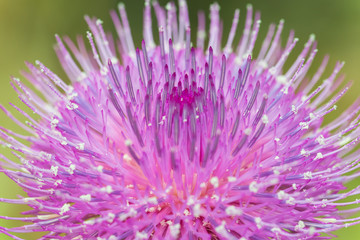 ノアザミの頭状花序