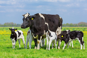 Mother cow with calves in european pasture © benschonewille