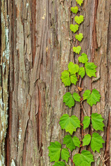 杉の幹を登るツタの新葉