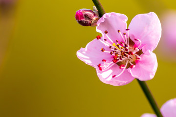 Naklejka na ściany i meble Prächtige Pfirsichblüte im Frühling lädt zur Bestäubung und Honigsuche durch Bienen und Insekten im Frühlingserwachen bei Sonnenschein ein