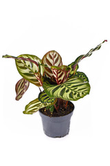 Exotic tropical 'Calathea Makoyana' Prayer Plant with beautiful pattern in pot isolated on white background