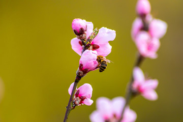 Fleißige Honigbiene sammelt Blütenpollen und Nektar einer Pfirsichblüte im Frühling zur...