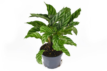 Full exotic 'Calathea Concinna Freddie' house plant in plastic flower pot isolated on white background