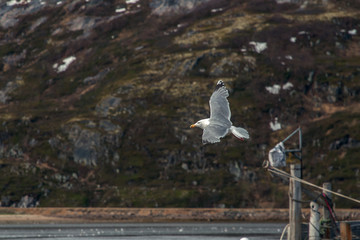seagull in flight north of russia