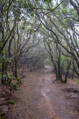 Fototapeta na wymiar Laurel forests on the volcanic island of Tenerife in rainy weather. Dirty walking trail through the forest.