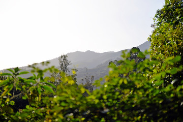green leaves and blue sky Madeira