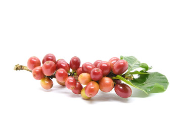 Coffee berries on branch and leaves on white background.