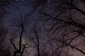 looking up from forest to thousands of stars above with winter trees at the foreground.