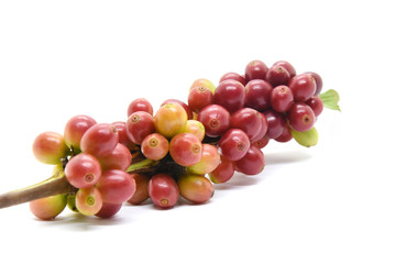 Coffee berries and leaves green on branch, White background.