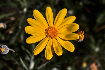 Beautiful yellow daisy in a garden