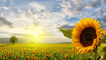 Romantic sunflower field in the sunrise with impressive sky and big sunflower in the foreground.