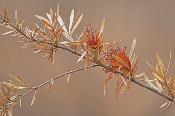 Lambertia formosa - mountain devil after back burning - Sydney - Australia
