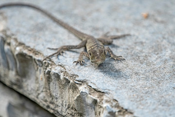 Baby water dragon - Sydney - Australia