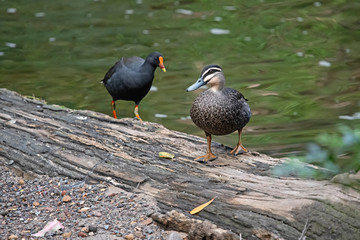 Pacific duck and Swamphen - Sydney - Australia