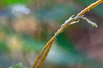 Oleander Aphids