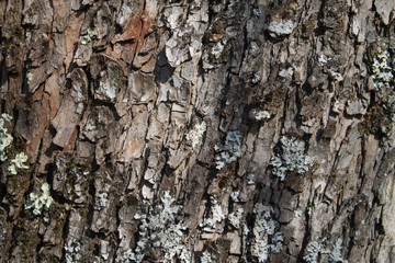 Primo piano della corteccia di quercia