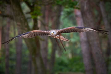 Red Kite in flight (Milvus milvus), Falconry	