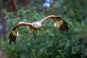 Red Kite in flight (Milvus milvus), Falconry	