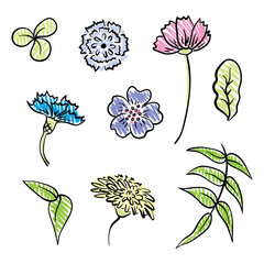 wild flowers on a transparent background