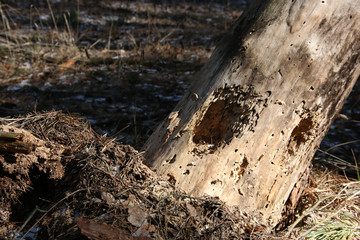 Old dry tree trunk in the forest in early spring