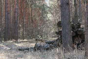 Old dry tree trunk in the forest in early spring