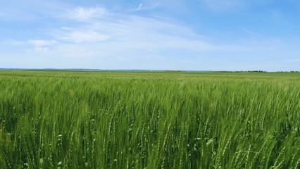Obraz na płótnie Canvas Beautiful rural landscape: Green wheat field and blue sky