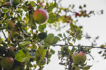 Large red apples close-up on a tree branch. Ripe fruits.