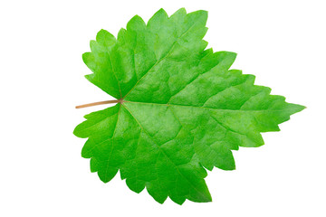 Fototapeta premium Single leaf grape on white background with clipping path
