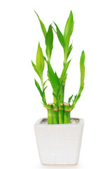Lucky bamboo in white pot isolate on white background