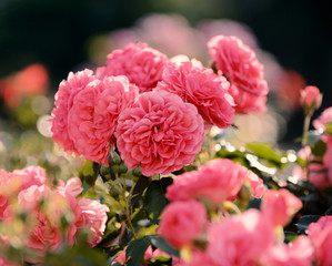 Close up of beautiful pink roses in the garden