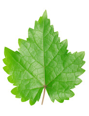 Single leaf grape on white background with clipping path