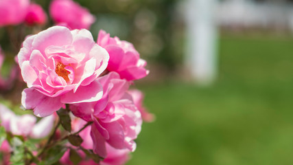 Obraz premium Close-up of red roses in the garden with green blurred background