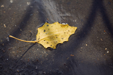 Yellow poplar leaf lies on water close-up
