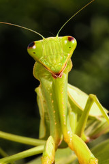 Mantis from family Sphodromantis (probably Sphodromantis viridis) detail of head and first leg of catching legs.
