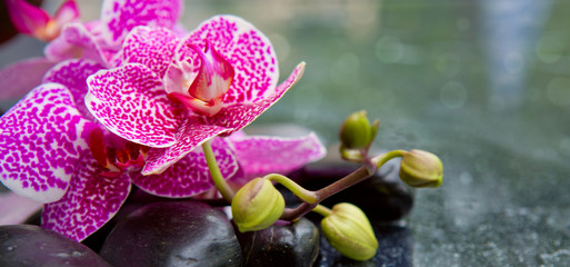 Spa concept with zen stones and orchid.