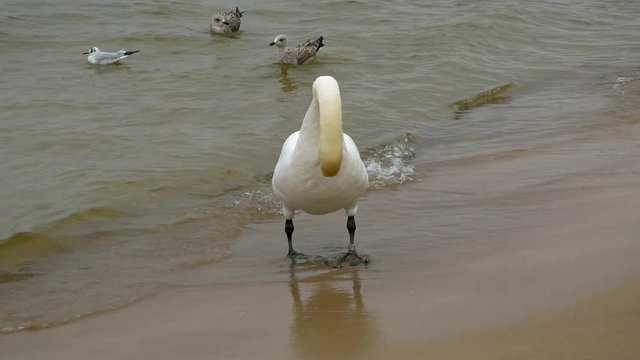 One swan cleans itself on the sandy beach of Baltic Sea in Kołobrzeg  with seagulls in the background.