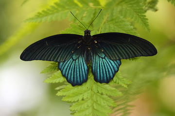 Papilio memnon, tropical butterfly sitting on green leaf.