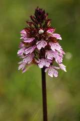 Orchis purpurea, The lady orchid with green background. Purple european orchid on green field with dark forest in background. Rare plants of Europe.