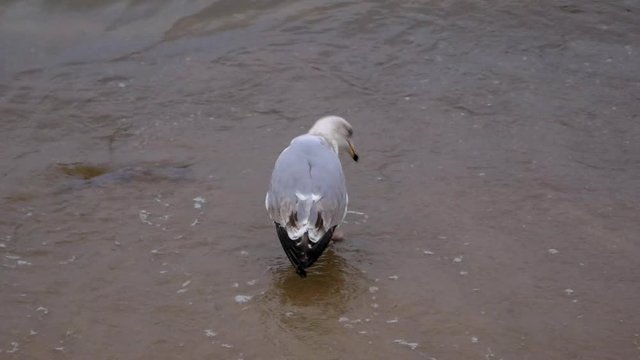 Single Seagull walks on a sandy beach of Baltic Sea; slow motion medium shot.