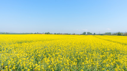 Yellow rapeseed field under the blue sky in the countryside
