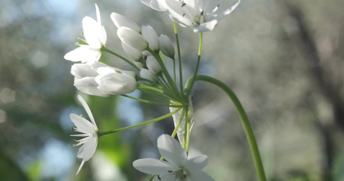 Wild garlic flower blossom, white color. Macro photography of the petals of the spring bloom. Edible plant.