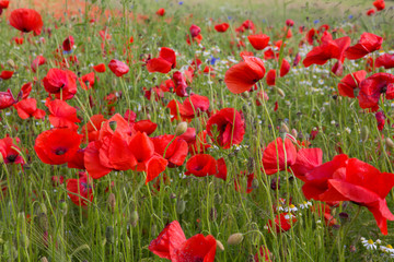 Beautiful poppy and daisies flowers background.
